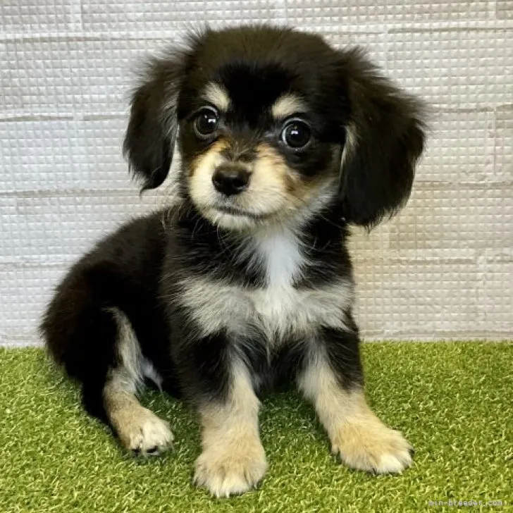 ID：2302-00562の子犬