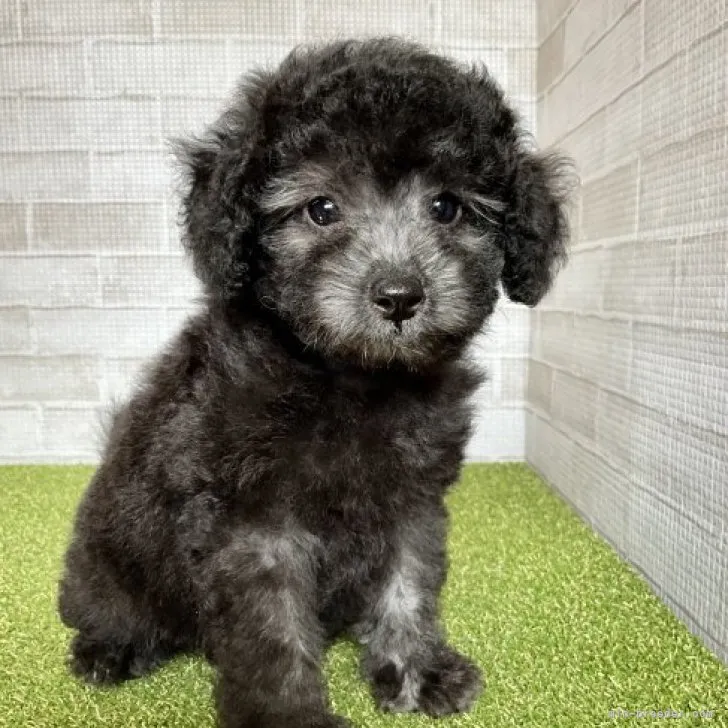 cocco 様のお迎えした子犬