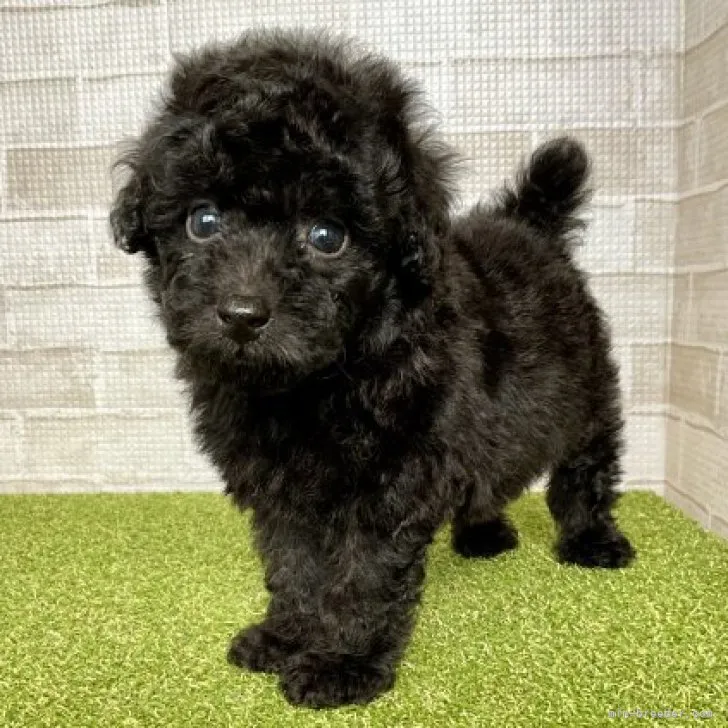 ID:2307-04124の子犬