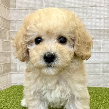 ビションプー(ビションフリーゼ×トイプードル)【熊本県・男の子・2023年12月18日・アプリコット】の写真「大きな瞳がチャームポイント♡」