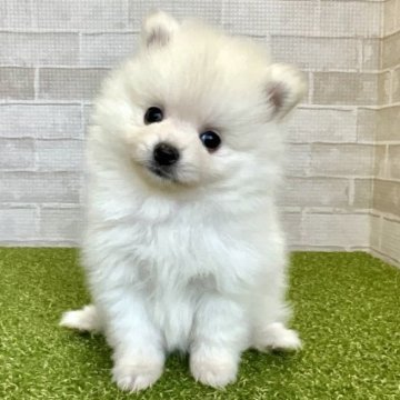 ポメラニアン【熊本県・女の子・2023年10月24日・クリーム】の写真「くりくりお目々のふわモコちゃん♡」