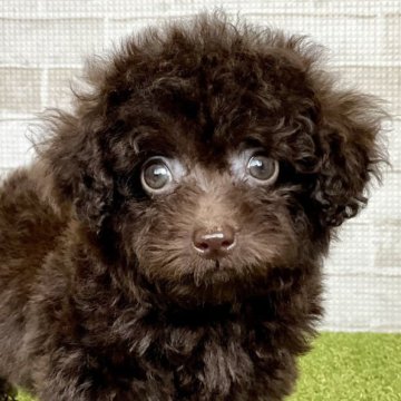 トイプードル(タイニー)【熊本県・女の子・2023年12月18日・ブラウン】の写真「マズル短め、短足の小柄ちゃん♡」