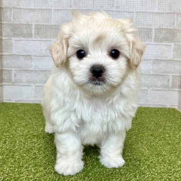 マルプー(トイプードル×マルチーズ)【熊本県・女の子・2024年6月26日・クリーム】の写真「人懐っこくて愛嬌満点♡ 短足の爆毛ちゃん！」