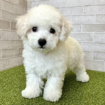 ビションフリーゼ【熊本県・女の子・2024年1月18日・ホワイト】の写真「おっとりマイペースさん！！」