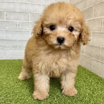 トイプードル(タイニー)【熊本県・男の子・2023年10月15日・アプリコット】の写真「短足でマズル短めの小柄くん♡」