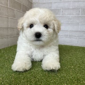 ビションフリーゼ【熊本県・男の子・2023年5月22日・ホワイト】の写真「おもちゃ大好きモフモフ君」
