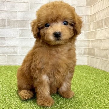 トイプードル(タイニー)【熊本県・女の子・2023年10月15日・レッド】の写真「マズル短め、お目々くりくり♡」