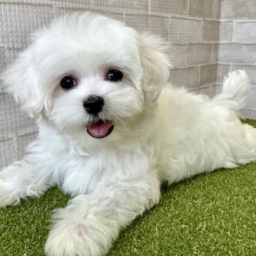 マルチーズ【熊本県・女の子・2024年1月31日・ホワイト】の写真「人懐っこくて愛嬌抜群！！　得意技は猫パンチ🐾」
