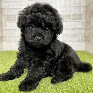 トイプードル(タイニー)【熊本県・男の子・2023年4月29日・ブラック】の写真「遺伝子検査3項目発症しません！ ※総額表示！」