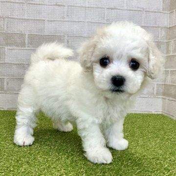 ビションフリーゼ【熊本県・女の子・2024年8月9日・ホワイト】の写真「大きな瞳の女の子らしい優しい顔立ち♡」
