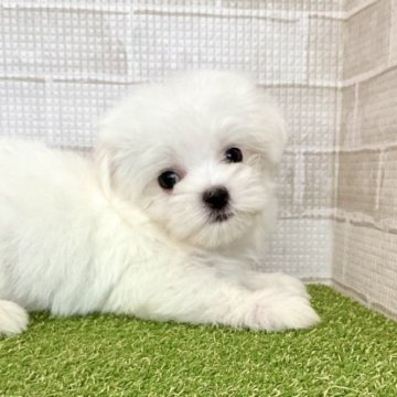 マルチーズ【熊本県・男の子・2023年8月14日・ホワイト】の写真「お目々くりくり、マズル短めの小柄boy ♡」