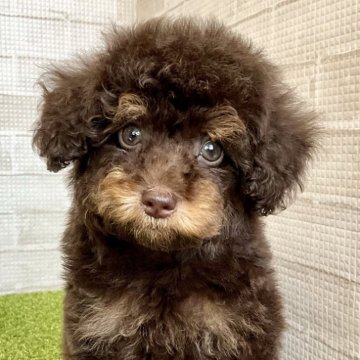 トイプードル(トイ)【熊本県・男の子・2023年12月18日・ブラウン&タン】の写真「超レアカラー！！マズル短め、足短めの穏やかboy♡」