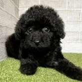 トイプードル(トイ)【熊本県・女の子・2023年5月16日・ブラック】の写真1