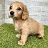 カニンヘンダックスフンド(ロング)【熊本県・男の子・2024年3月1日・ゴールド】の写真1