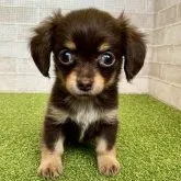 チワックス(チワワ×ダックス)【熊本県・女の子・2023年1月14日・チョコレート&タン】の写真1