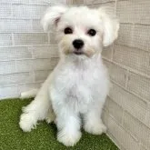 マルチーズ【熊本県・男の子・2023年5月22日・ホワイト】の写真2「10月2日撮影」