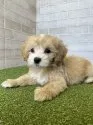 マルプー(マルチーズ × トイプードル)【熊本県・男の子・2023年2月18日・クリーム】の写真2