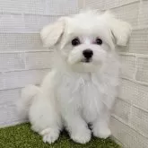 マルチーズ【熊本県・男の子・2024年6月1日・ホワイト】の写真3