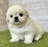 ペキニーズ【熊本県・男の子・2023年4月19日・ホワイト】の写真4