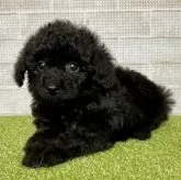 トイプードル(トイ)【熊本県・女の子・2023年5月16日・ブラック】の写真4