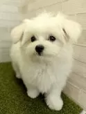 マルチーズ【熊本県・男の子・2024年6月1日・ホワイト】の写真5