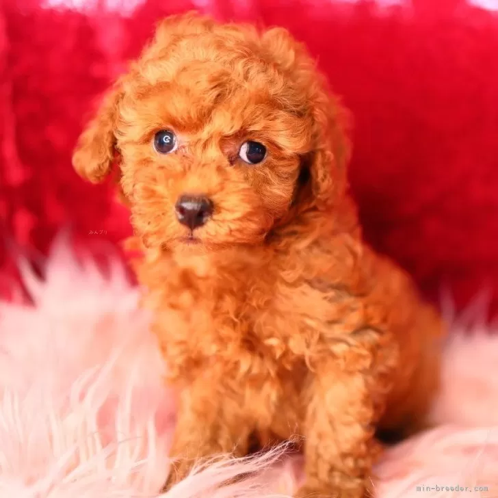 ID：2411-03991の子犬