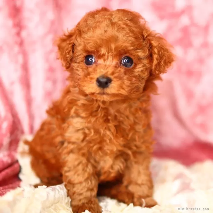 N.N 様のお迎えした子犬