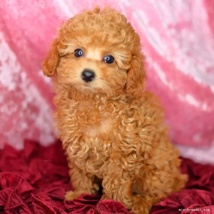 ID:2502-02078の子犬