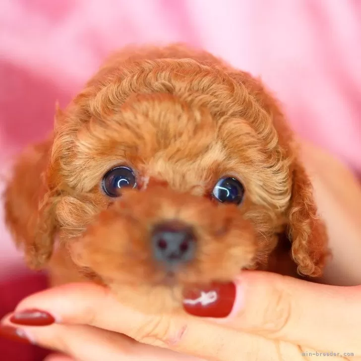 ID:2501-04719の子犬