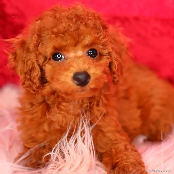 びびんば 様のお迎えした子犬