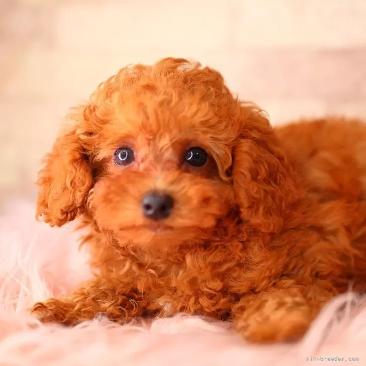 Y.Y 様のお迎えした子犬