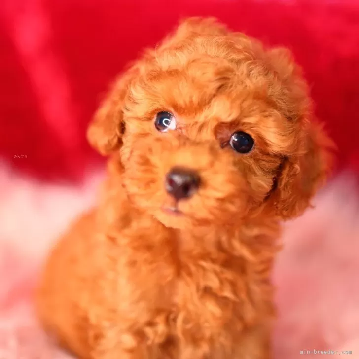 ID:2501-01684の子犬