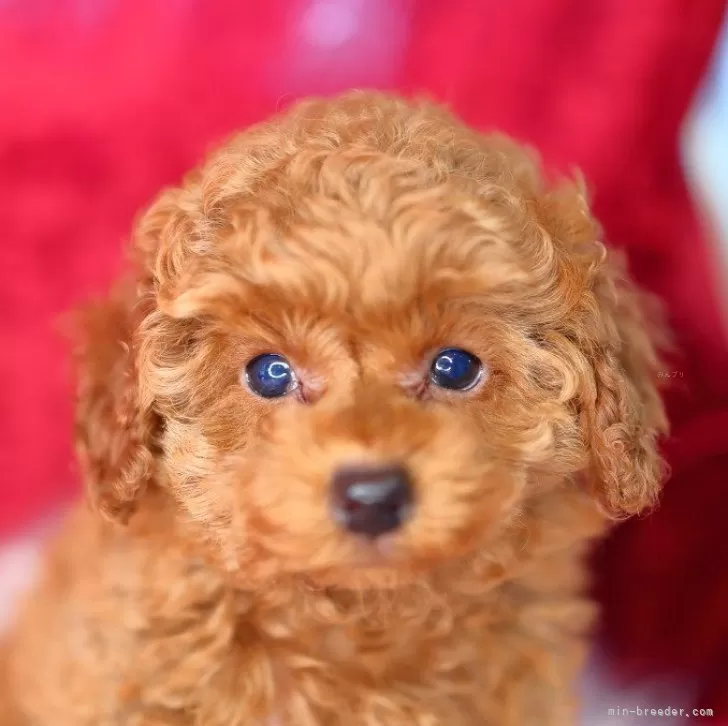ID:2503-05785の子犬