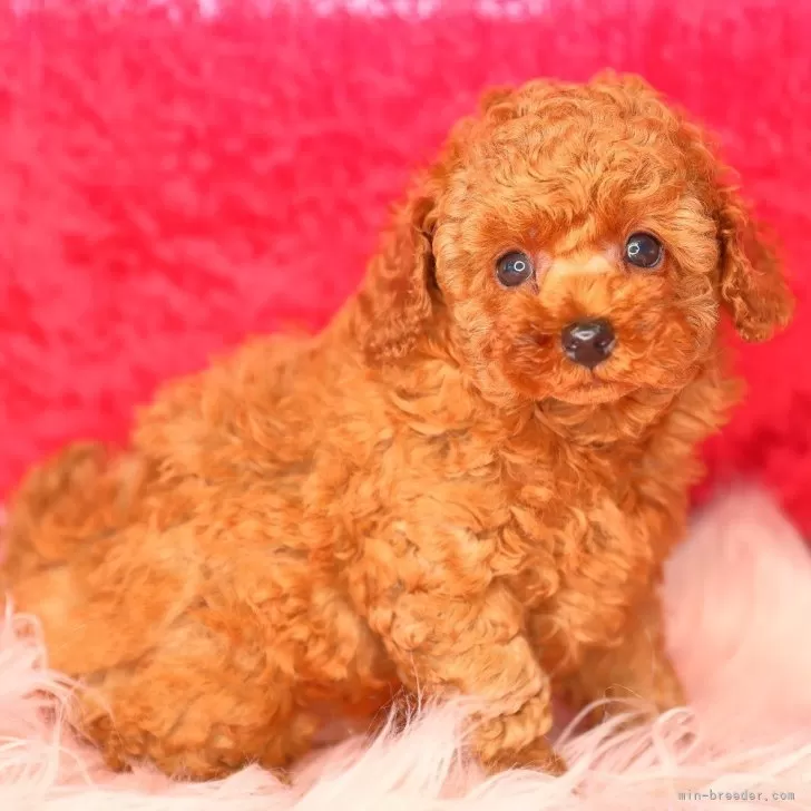 ID：2506-01611の子犬