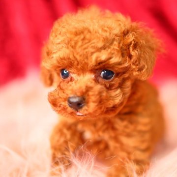 トイプードル(ティーカップ)【神奈川県・女の子・2024年11月1日・アプリコット】の写真「小ぶりでとってもほんわか可愛い女の子です✨️」