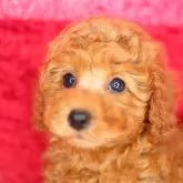 トイプードル(トイ)【神奈川県・女の子・2024年12月12日・アプリコット】の写真1