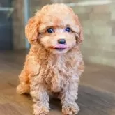 タイニープードル