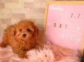 タイニープードル【神奈川県・女の子・2025年7月7日・アプリコット】の写真3