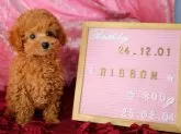 タイニープードル【神奈川県・女の子・2024年12月1日・クリーム】の写真3