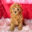 トイプードル(トイ)【神奈川県・女の子・2024年12月12日・アプリコット】の写真5