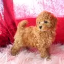 トイプードル(トイ)【神奈川県・女の子・2024年12月12日・アプリコット】の写真6