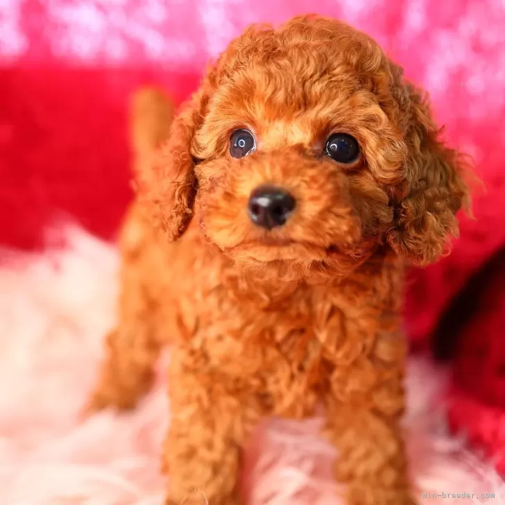 ID:2410-05995の子犬