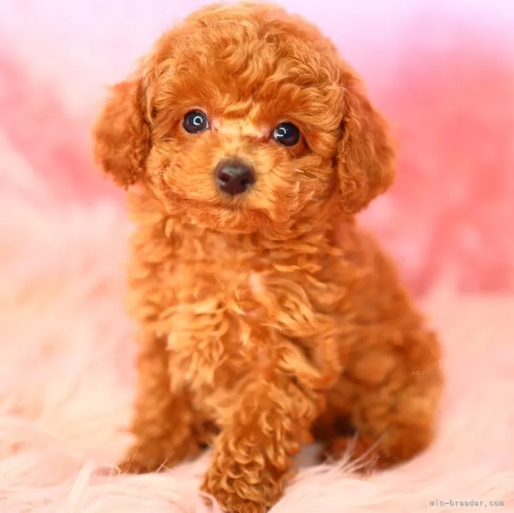 ID:2407-08447の子犬