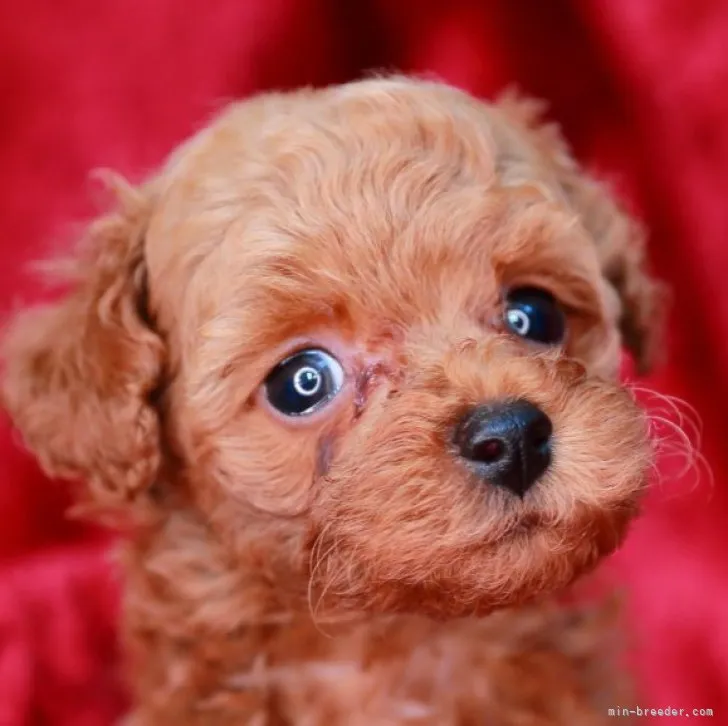 ID：2301-00252の子犬
