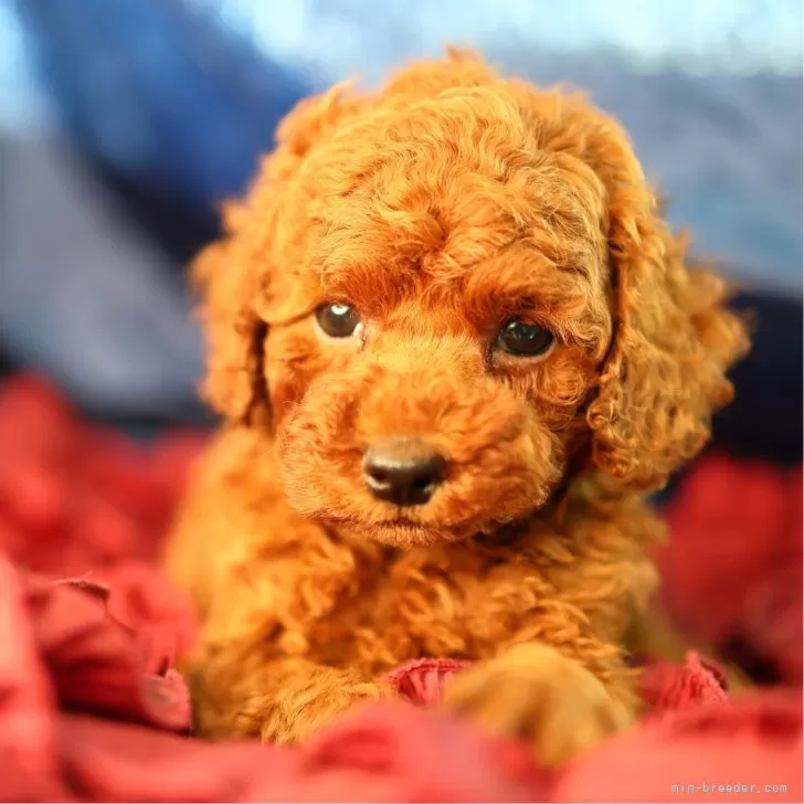 ID：2404-00821の子犬