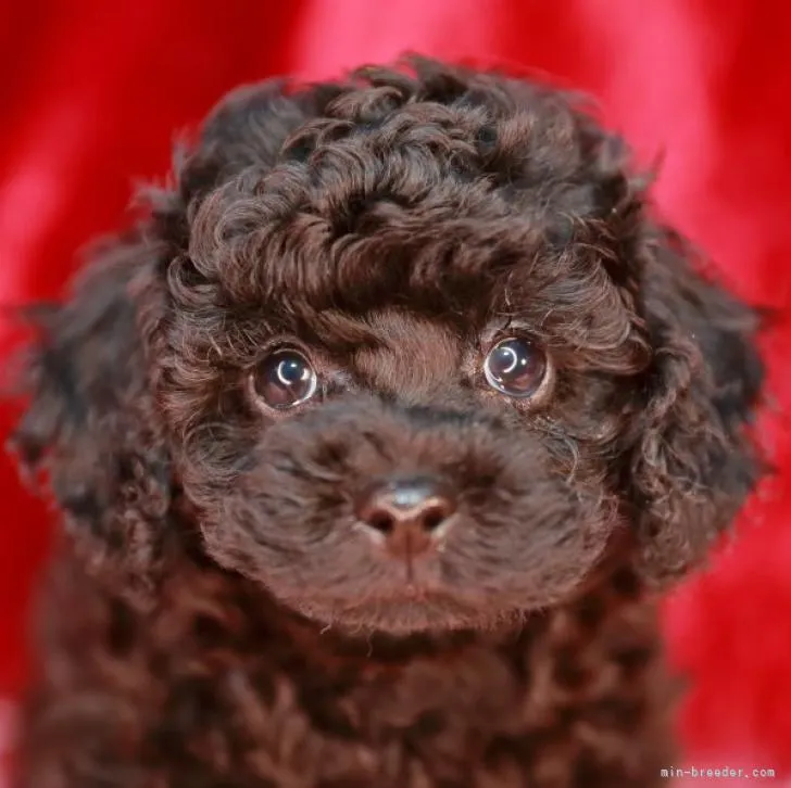 ID：2209-03480の子犬