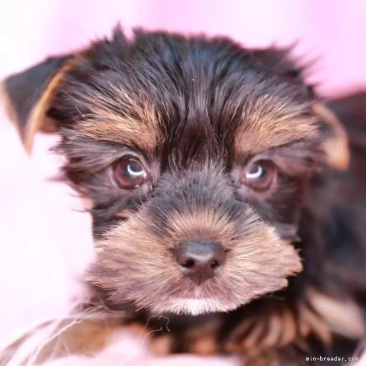 ID：2210-03880の子犬