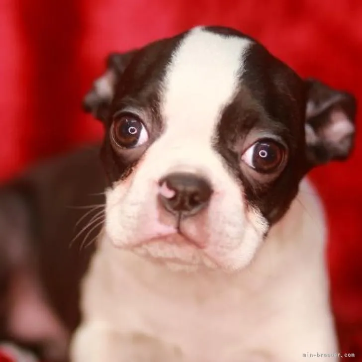 ID：2211-02611の子犬