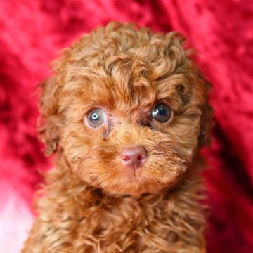 トイプードル(タイニー)【神奈川県・男の子・2024年2月14日・アプリコット】の写真「淡く綺麗な瞳で丸顔・中性的な男の子です！」