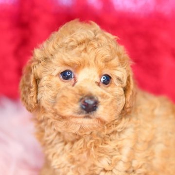トイプードル(トイ)【神奈川県・女の子・2024年4月10日・クリーム】の写真「優しくかわいいお顔立ちでおっとりめの女の子です！」